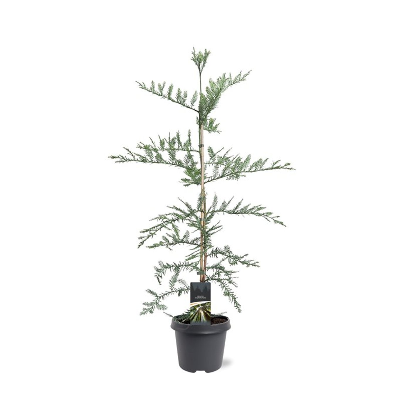 Sequoia sempervirens - C5 100-125 CM